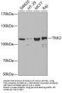 TNK2 Antibody