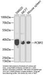 PCBP2 Antibody