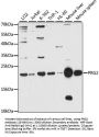 PRG2 Antibody