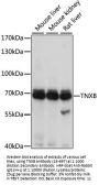TNXB Antibody
