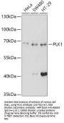 PLK1 Antibody