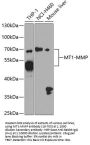 MT1-MMP Antibody