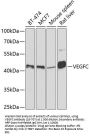 VEGFC Antibody