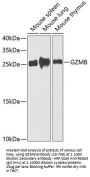 GZMB Antibody