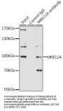 MRE11A Antibody