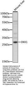 DKK1 Antibody