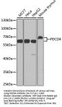 PDCD4 Antibody, KO Validated