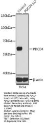 PDCD4 Antibody, KO Validated