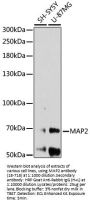 MAP2 Antibody