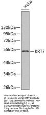 KRT7 Antibody