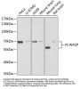 N-WASP Antibody