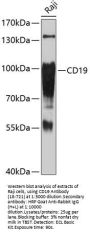 CD19 Antibody