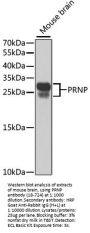 PRNP Antibody