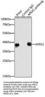 APEX1 Antibody, KO Validated