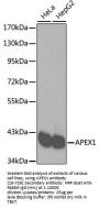 APEX1 Antibody, KO Validated