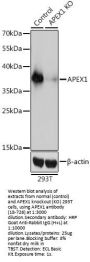 APEX1 Antibody, KO Validated