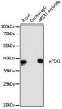 APEX1 Antibody, KO Validated