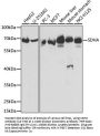 SDHA Antibody