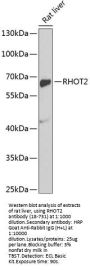 RHOT2 Antibody