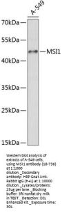 MSI1 Antibody