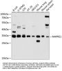 MAPRE1 Antibody