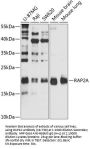 RAP2A Antibody