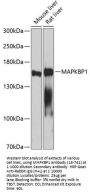 MAPKBP1 Antibody