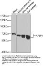 APLP1 Antibody