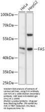 FAS Antibody