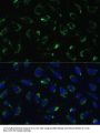 COX5B Antibody