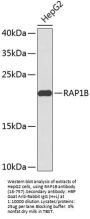 RAP1B Antibody