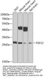 FGF12 Antibody