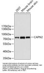CAPN2 Antibody