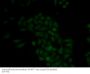 CTSE Antibody