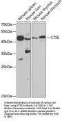 CTSE Antibody