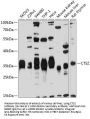 CTSZ Antibody