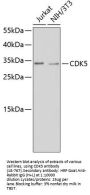 CDK5 Antibody