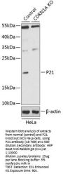 P21 Antibody, KO Validated