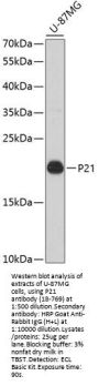 P21 Antibody, KO Validated