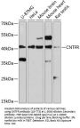 CNTFR Antibody