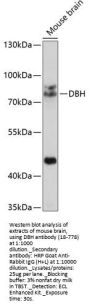 DBH Antibody