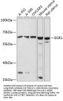 EGR1 Antibody