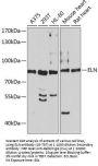 ELN Antibody