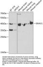 GNA11 Antibody