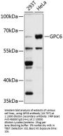 GPC6 Antibody