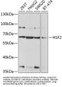 HSF2 Antibody