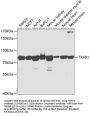 TRAP1 Antibody