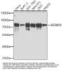 IGF2BP3 Antibody