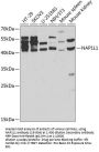 NAP1L1 Antibody