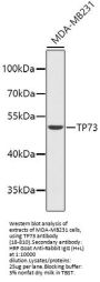 TP73 Antibody
